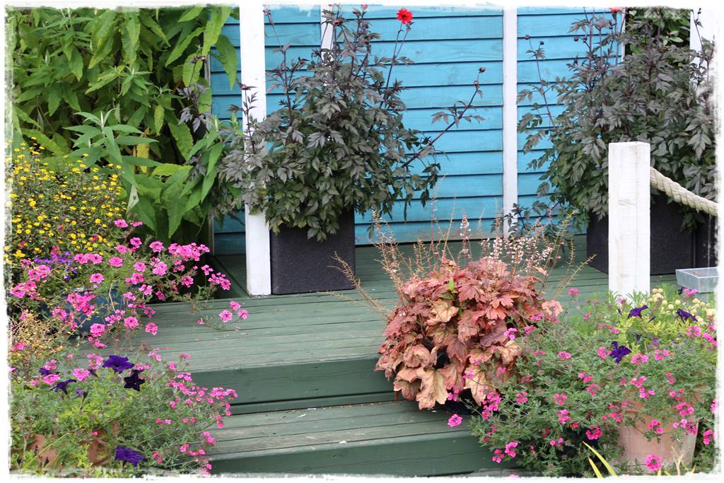 Dalie w ogrodzie aranżacje 13 Dalie w ogrodzie aranżacje 13