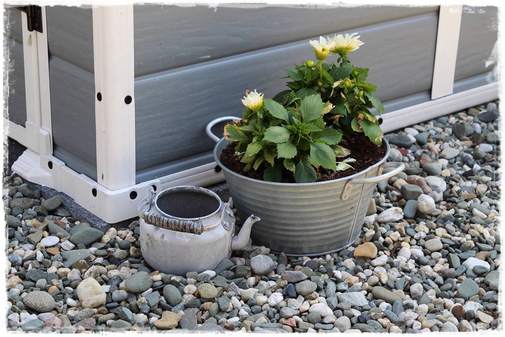 Dalie w ogrodzie aranżacje 2