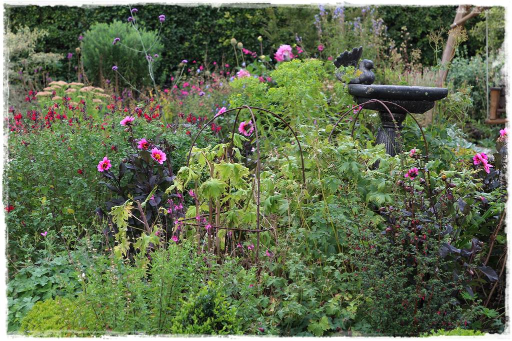 Dalie w ogrodzie aranżacje 4