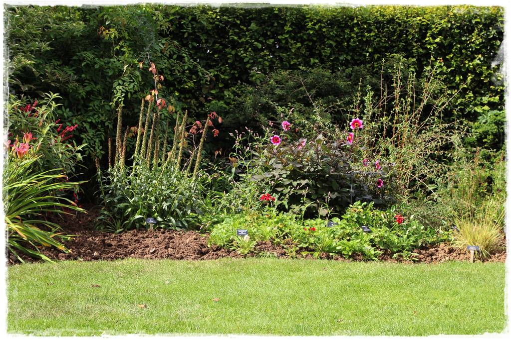 Dalie w ogrodzie aranżacje 5