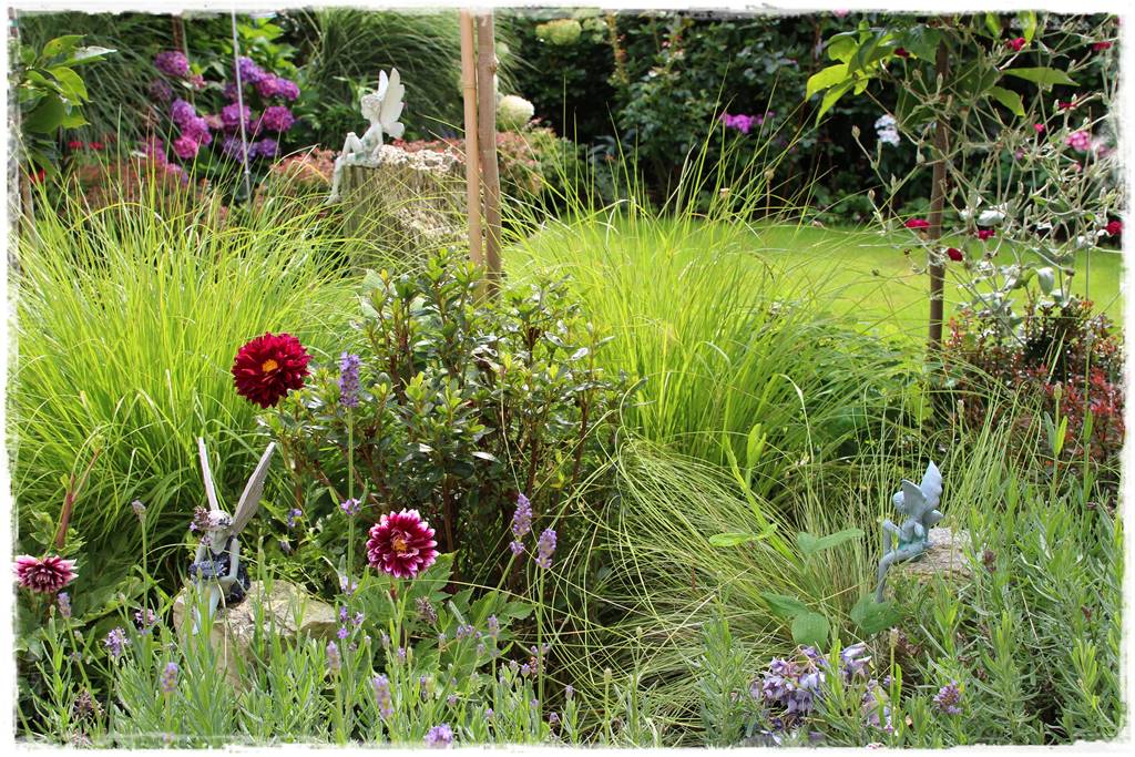 Dalie w ogrodzie aranżacje 6