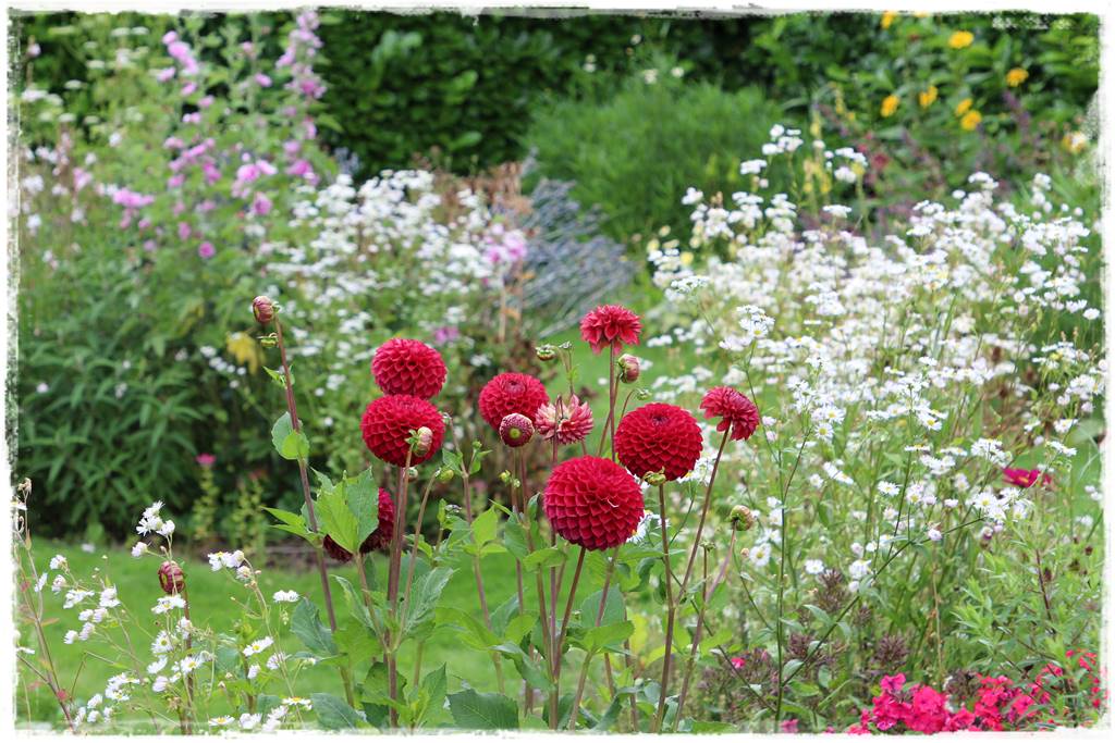 Dalie w ogrodzie aranżacje 7