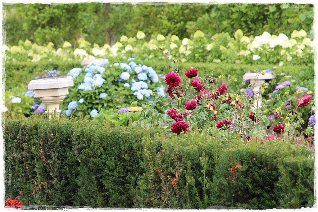 Dalie w ogrodzie aranżacje 8