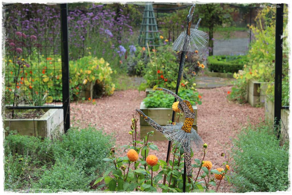 Dalie w ogrodzie aranżacje 9