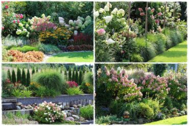 Hortensja bukietowa w ogrodzie aranżacje 1