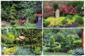 Iglaki w ogrodzie aranżacj 0