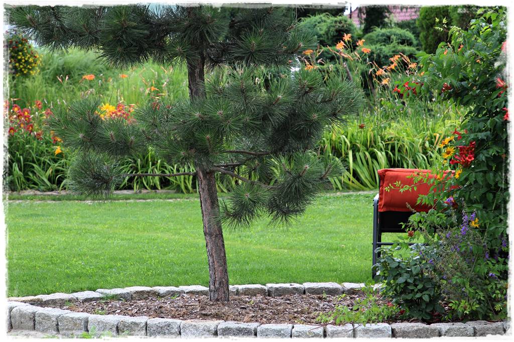 Iglaki w ogrodzie aranżacje 1 Iglaki w ogrodzie aranżacje 1