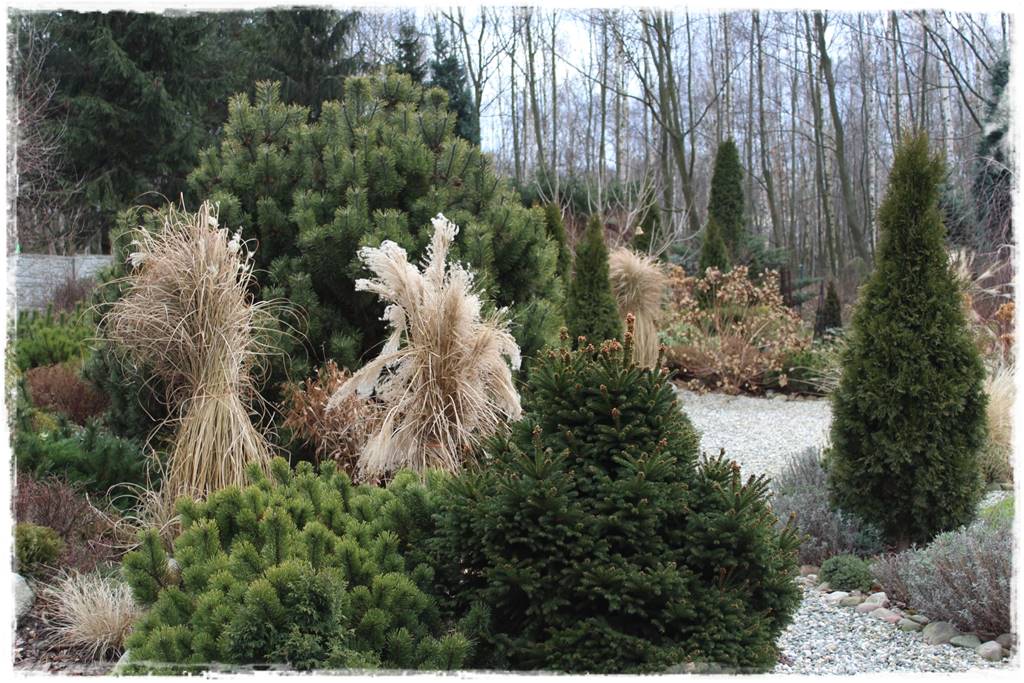 Iglaki w ogrodzie aranżacje 100b Iglaki w ogrodzie aranżacje 100b