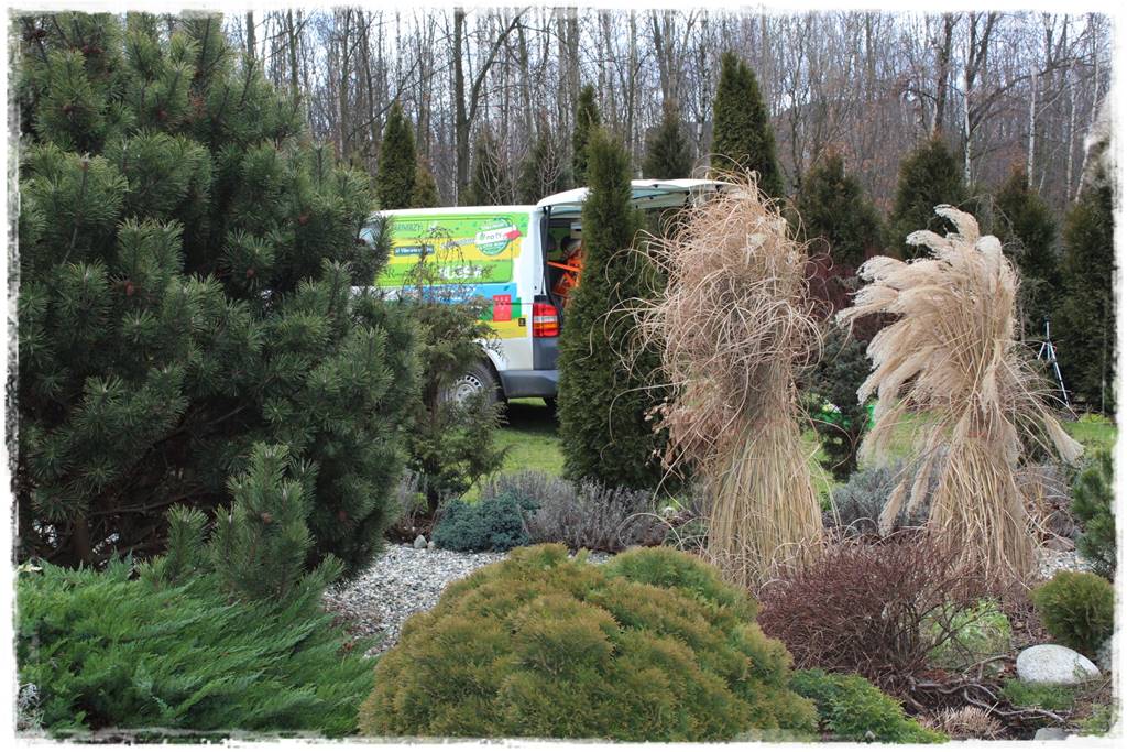 Iglaki w ogrodzie aranżacje 100c Iglaki w ogrodzie aranżacje 100c