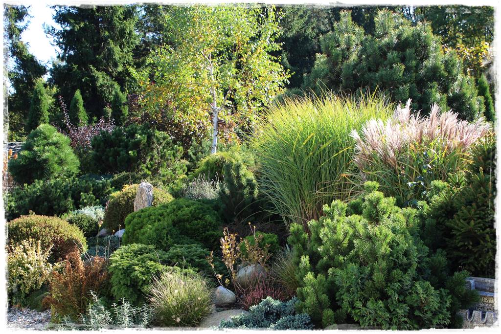 Iglaki w ogrodzie aranżacje 100d Iglaki w ogrodzie aranżacje 100d