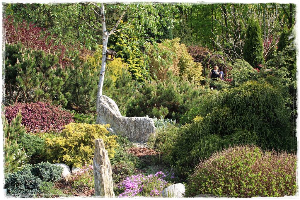 Iglaki w ogrodzie aranżacje 100h Iglaki w ogrodzie aranżacje 100h