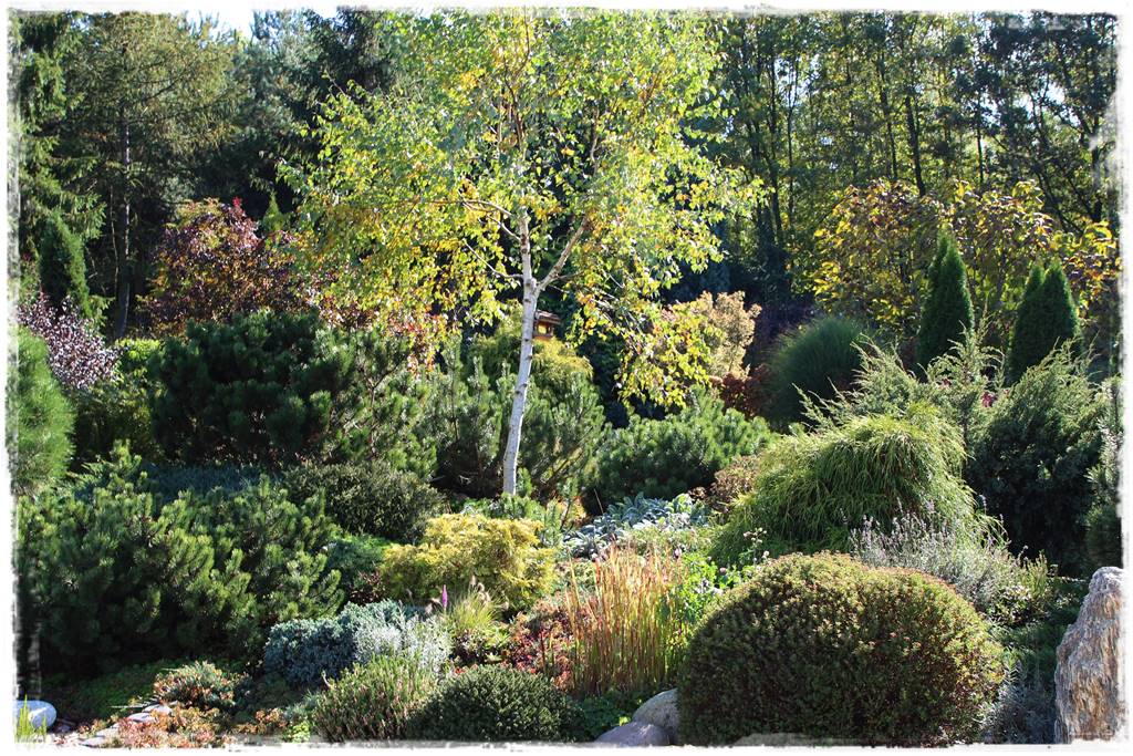 Iglaki w ogrodzie aranżacje 110g Iglaki w ogrodzie aranżacje 110g