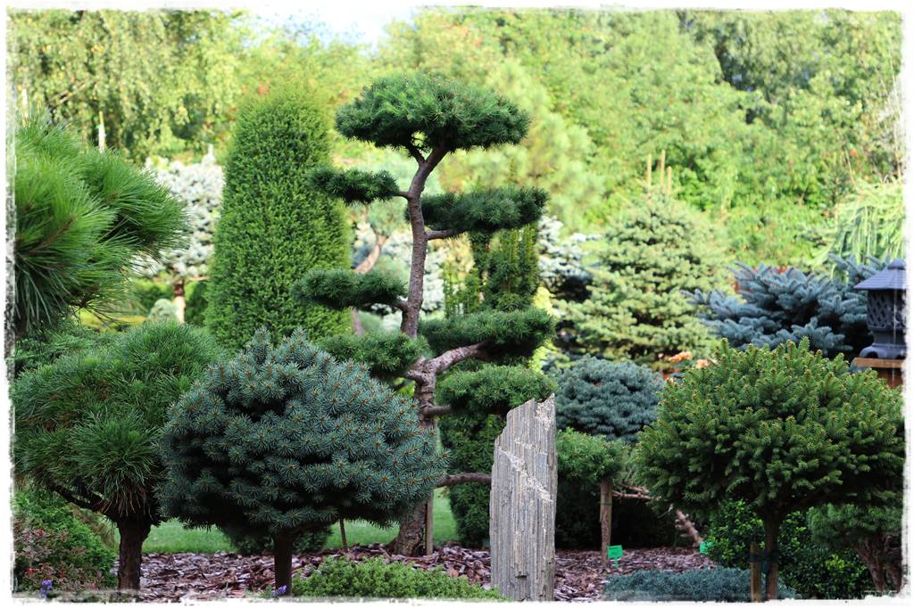 Iglaki w ogrodzie aranżacje 130c Iglaki w ogrodzie aranżacje 130c