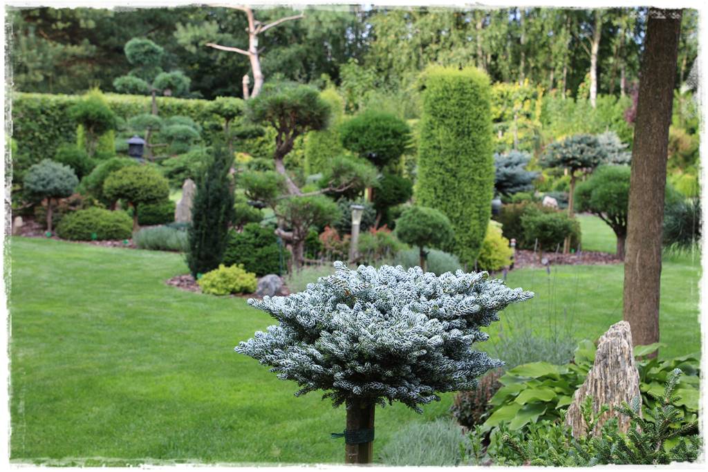 Iglaki w ogrodzie aranżacje 130d Iglaki w ogrodzie aranżacje 130d