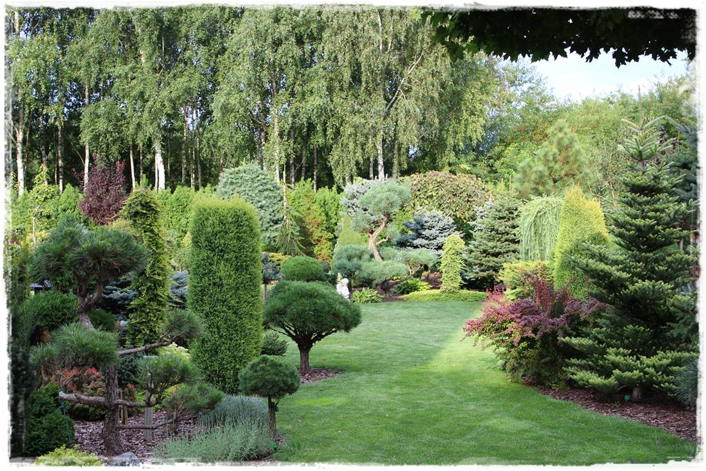 Iglaki w ogrodzie aranżacje 130e Iglaki w ogrodzie aranżacje 130e