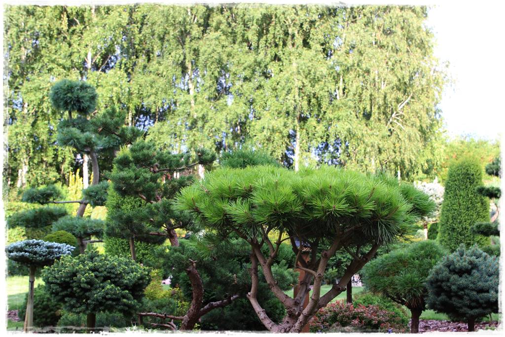 Iglaki w ogrodzie aranżacje 130f Iglaki w ogrodzie aranżacje 130f