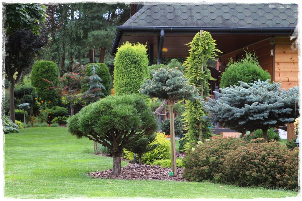 Iglaki w ogrodzie aranżacje 130g