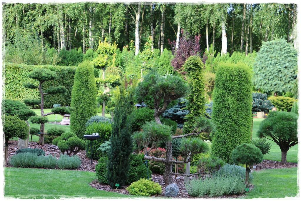 Iglaki w ogrodzie aranżacje 130h Iglaki w ogrodzie aranżacje 130h