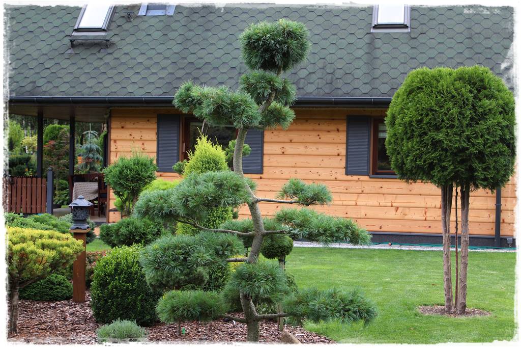 Iglaki w ogrodzie aranżacje 130i Iglaki w ogrodzie aranżacje 130i