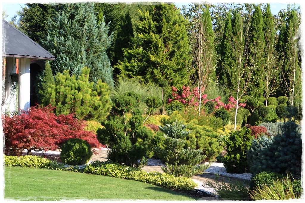 Iglaki w ogrodzie aranżacje 140 Iglaki w ogrodzie aranżacje 140