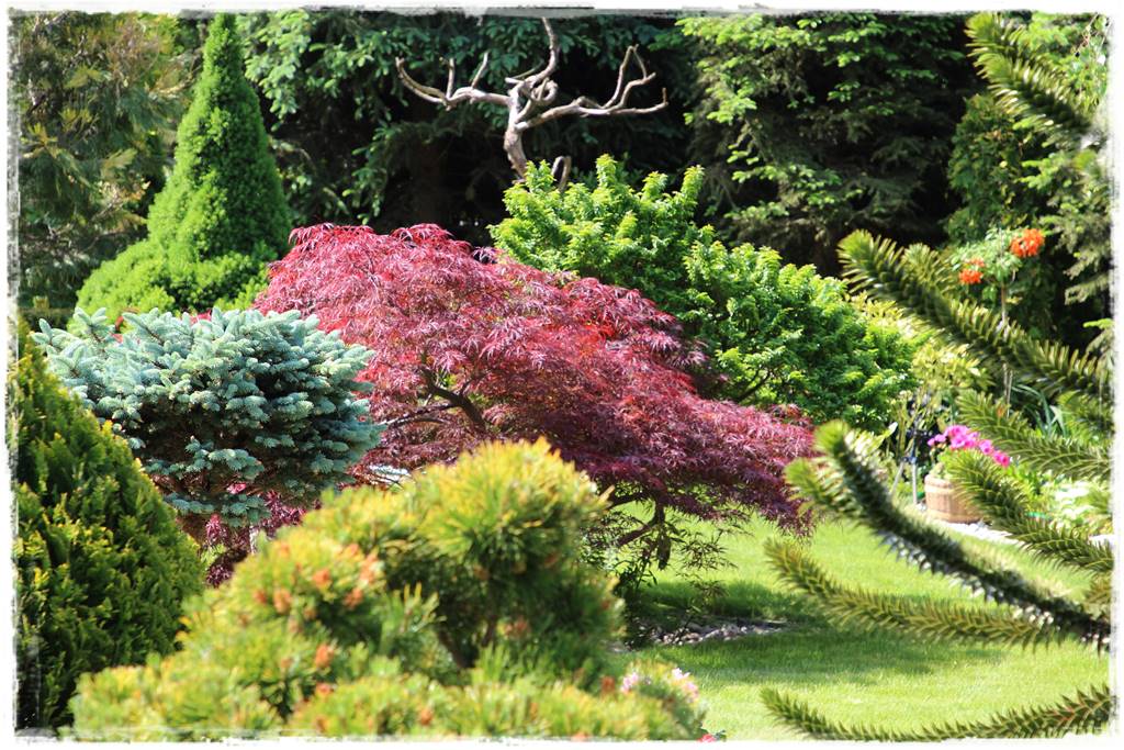 Iglaki w ogrodzie aranżacje 140c Iglaki w ogrodzie aranżacje 140c