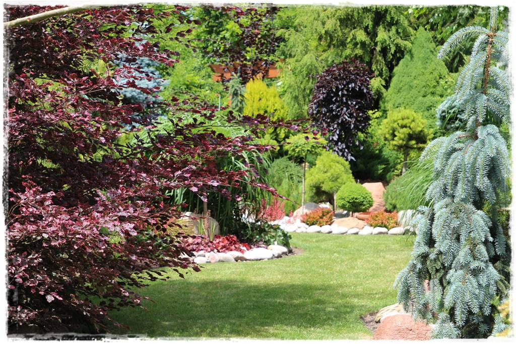 Iglaki w ogrodzie aranżacje 140d Iglaki w ogrodzie aranżacje 140d