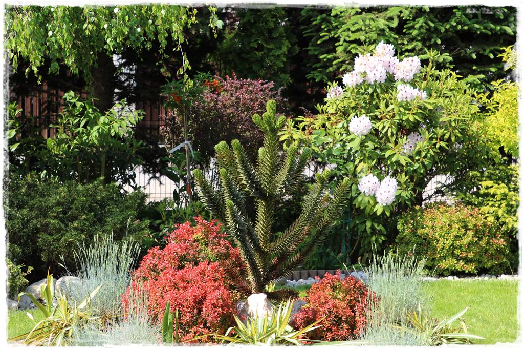 Iglaki w ogrodzie aranżacje 140f Iglaki w ogrodzie aranżacje 140f