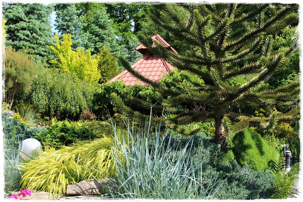 Iglaki w ogrodzie aranżacje 140h Iglaki w ogrodzie aranżacje 140h