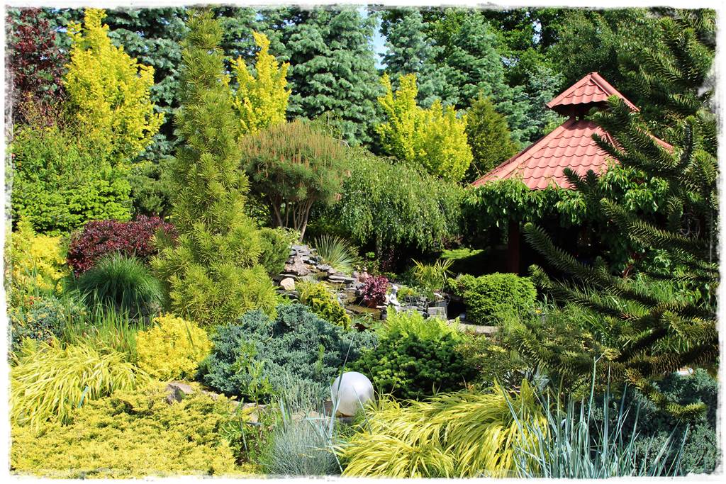 Iglaki w ogrodzie aranżacje 140k