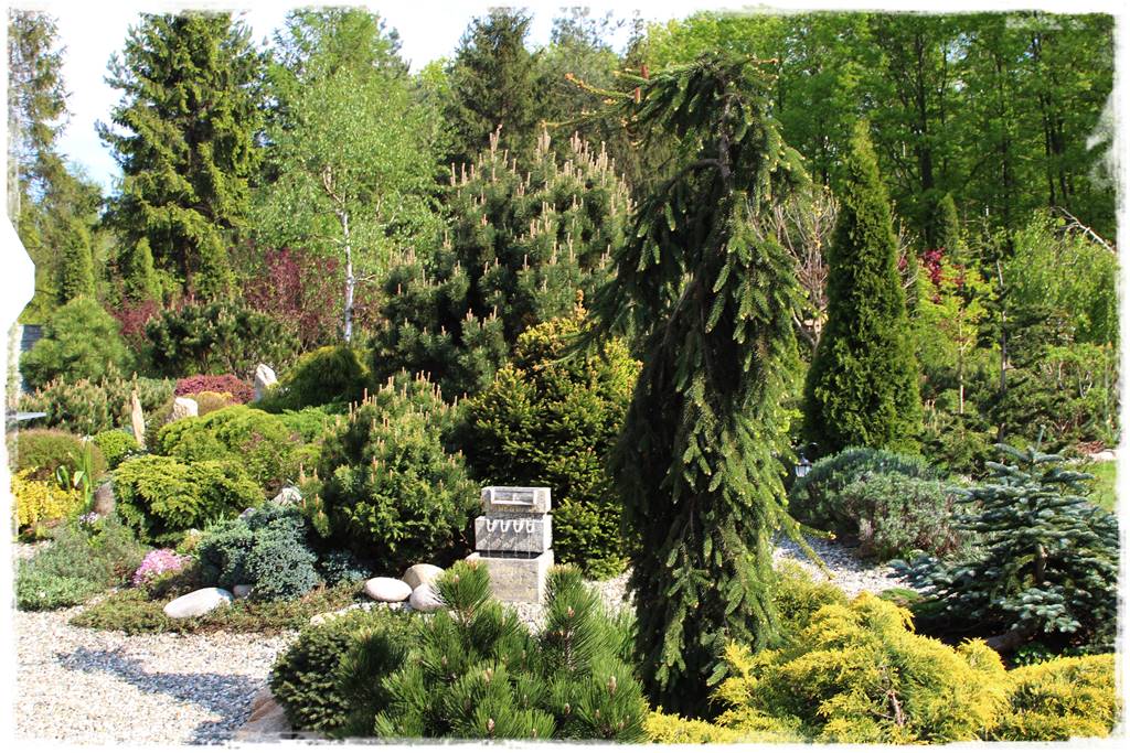 Iglaki w ogrodzie aranżacje 15 Iglaki w ogrodzie aranżacje 15