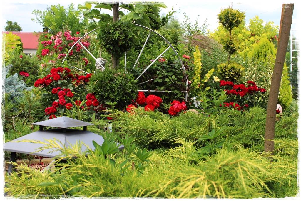 Iglaki w ogrodzie aranżacje 150 Iglaki w ogrodzie aranżacje 150