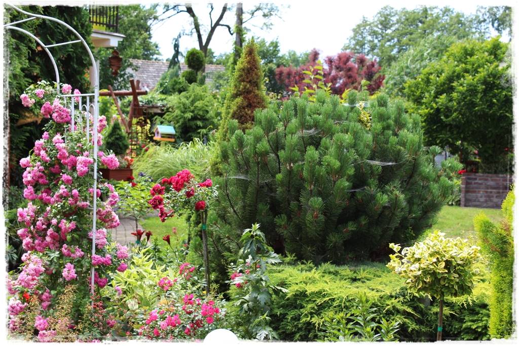 Iglaki w ogrodzie aranżacje 150b Iglaki w ogrodzie aranżacje 150b