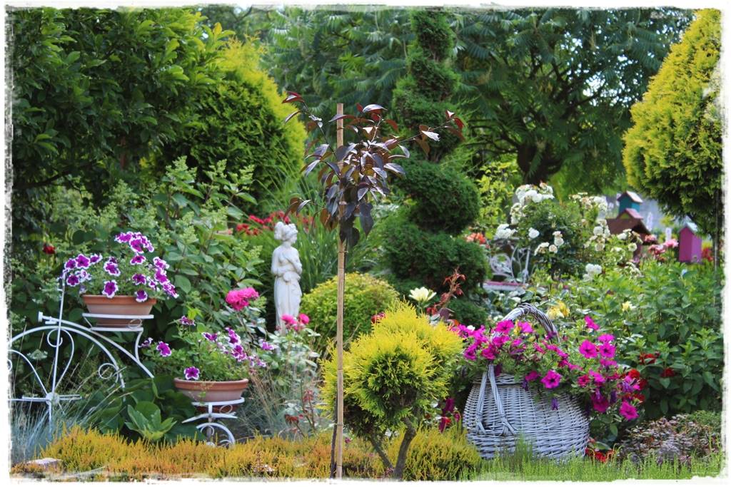 Iglaki w ogrodzie aranżacje 150c