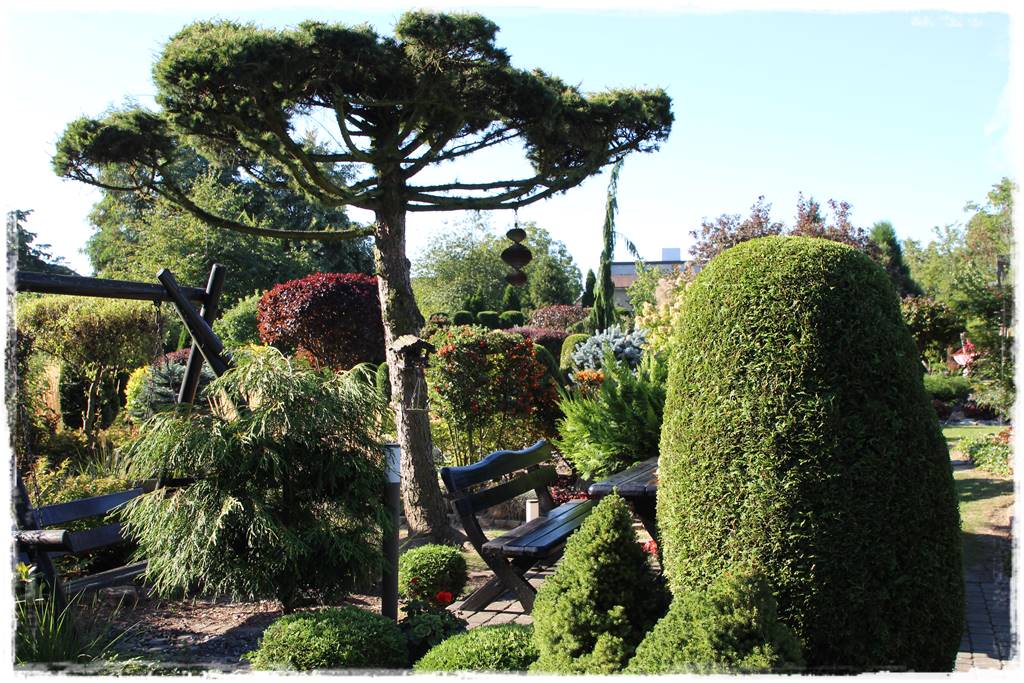 Iglaki w ogrodzie aranżacje 16 Iglaki w ogrodzie aranżacje 16