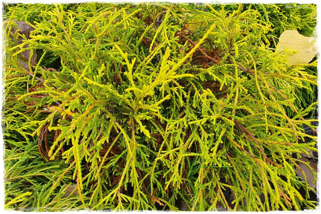 Iglaki w ogrodzie aranżacje 18 Iglaki w ogrodzie aranżacje 18