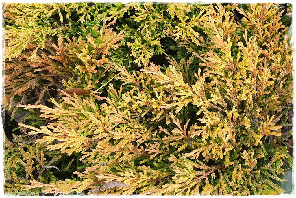 Iglaki w ogrodzie aranżacje 19 Iglaki w ogrodzie aranżacje 19