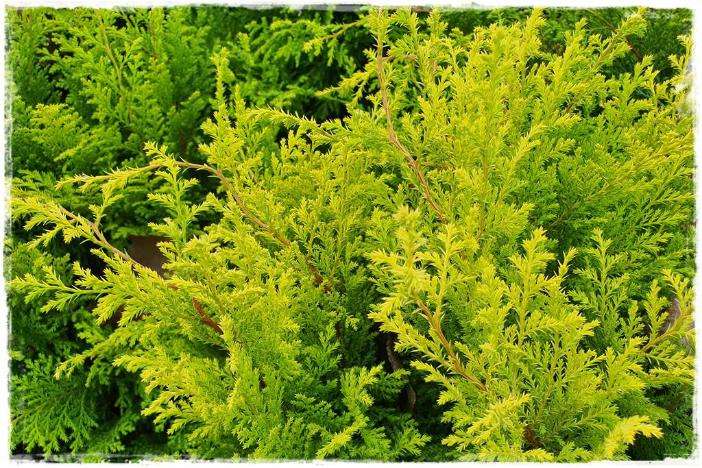 Iglaki w ogrodzie aranżacje 20 Iglaki w ogrodzie aranżacje 20