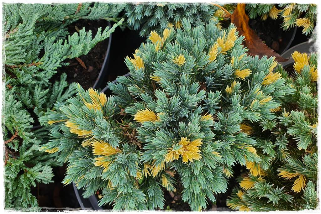 Iglaki w ogrodzie aranżacje 21 Iglaki w ogrodzie aranżacje 21