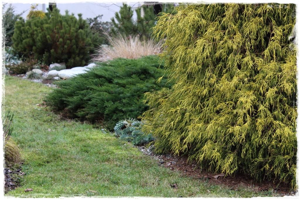 Iglaki w ogrodzie aranżacje 22 Iglaki w ogrodzie aranżacje 22