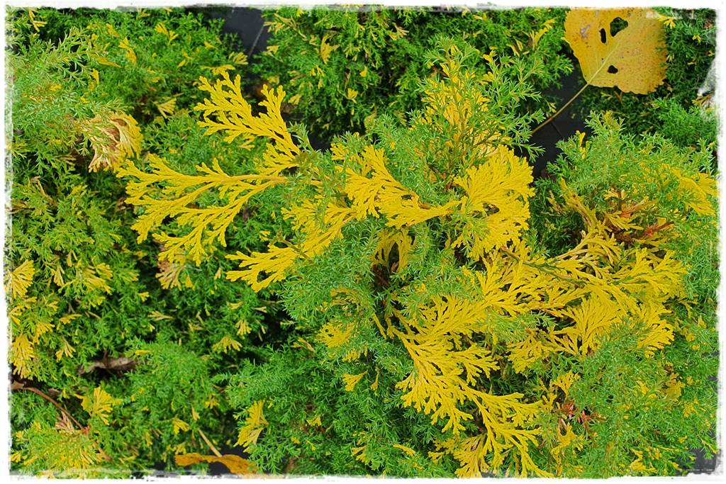 Iglaki w ogrodzie aranżacje 23 Iglaki w ogrodzie aranżacje 23