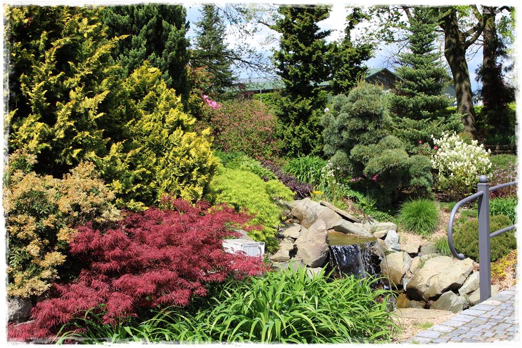 Iglaki w ogrodzie aranżacje 24 Iglaki w ogrodzie aranżacje 24