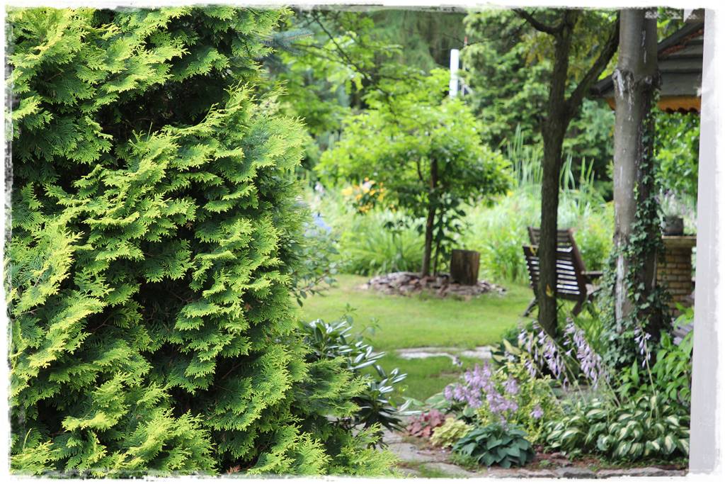 Iglaki w ogrodzie aranżacje 27 Iglaki w ogrodzie aranżacje 27