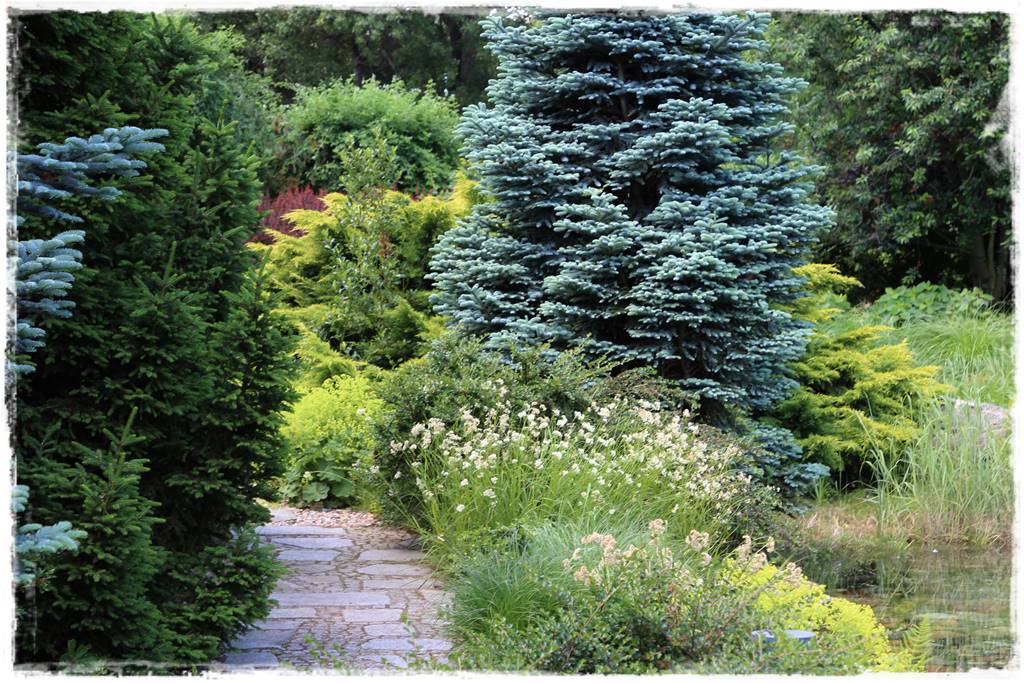 Iglaki w ogrodzie aranżacje 3 Iglaki w ogrodzie aranżacje 3