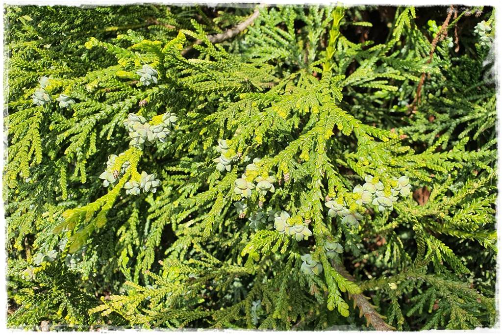 Iglaki w ogrodzie aranżacje 30 Iglaki w ogrodzie aranżacje 30