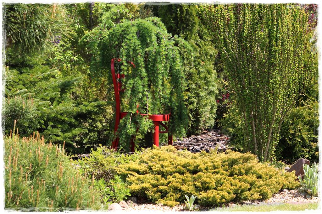 Iglaki w ogrodzie aranżacje 31 Iglaki w ogrodzie aranżacje 31