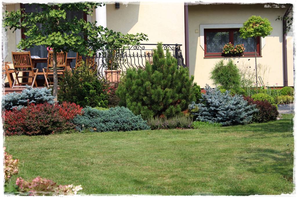 Iglaki w ogrodzie aranżacje 7 Iglaki w ogrodzie aranżacje 7