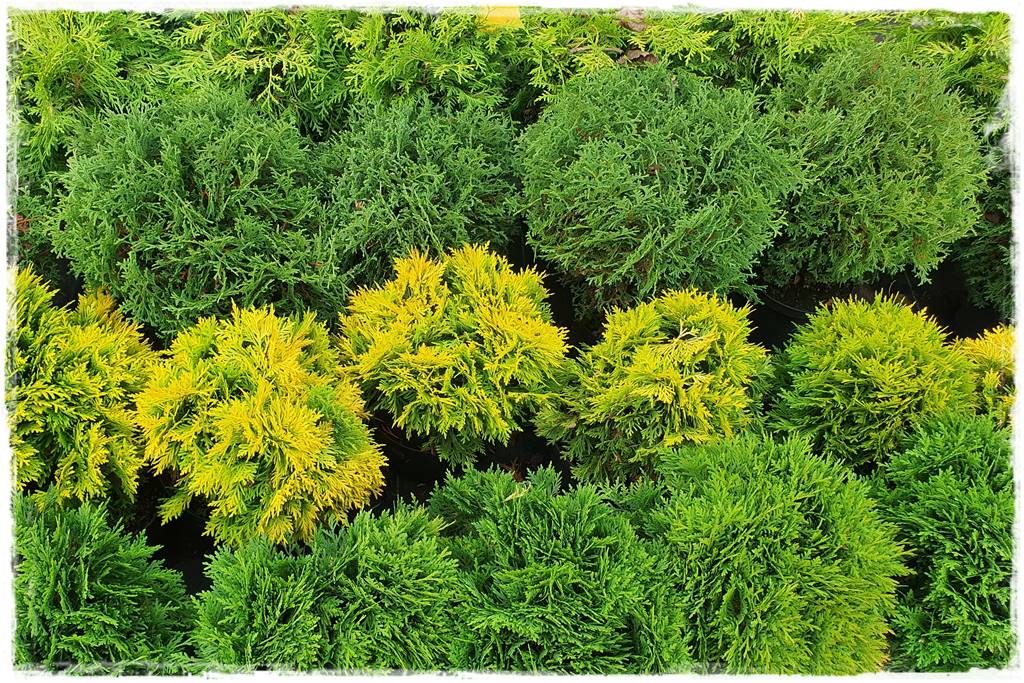 Iglaki w ogrodzie aranżacje 8 Iglaki w ogrodzie aranżacje 8