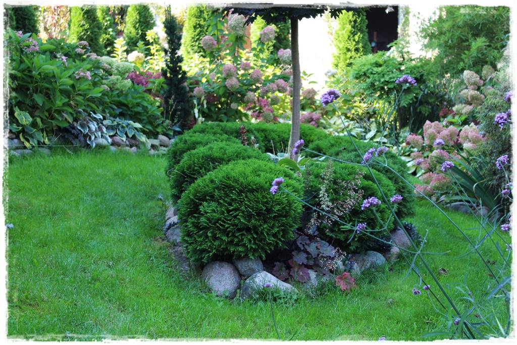 Iglaki w ogrodzie aranżacje 9 Iglaki w ogrodzie aranżacje 9