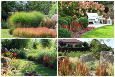 Imperata w ogrodzie aranżacje 1