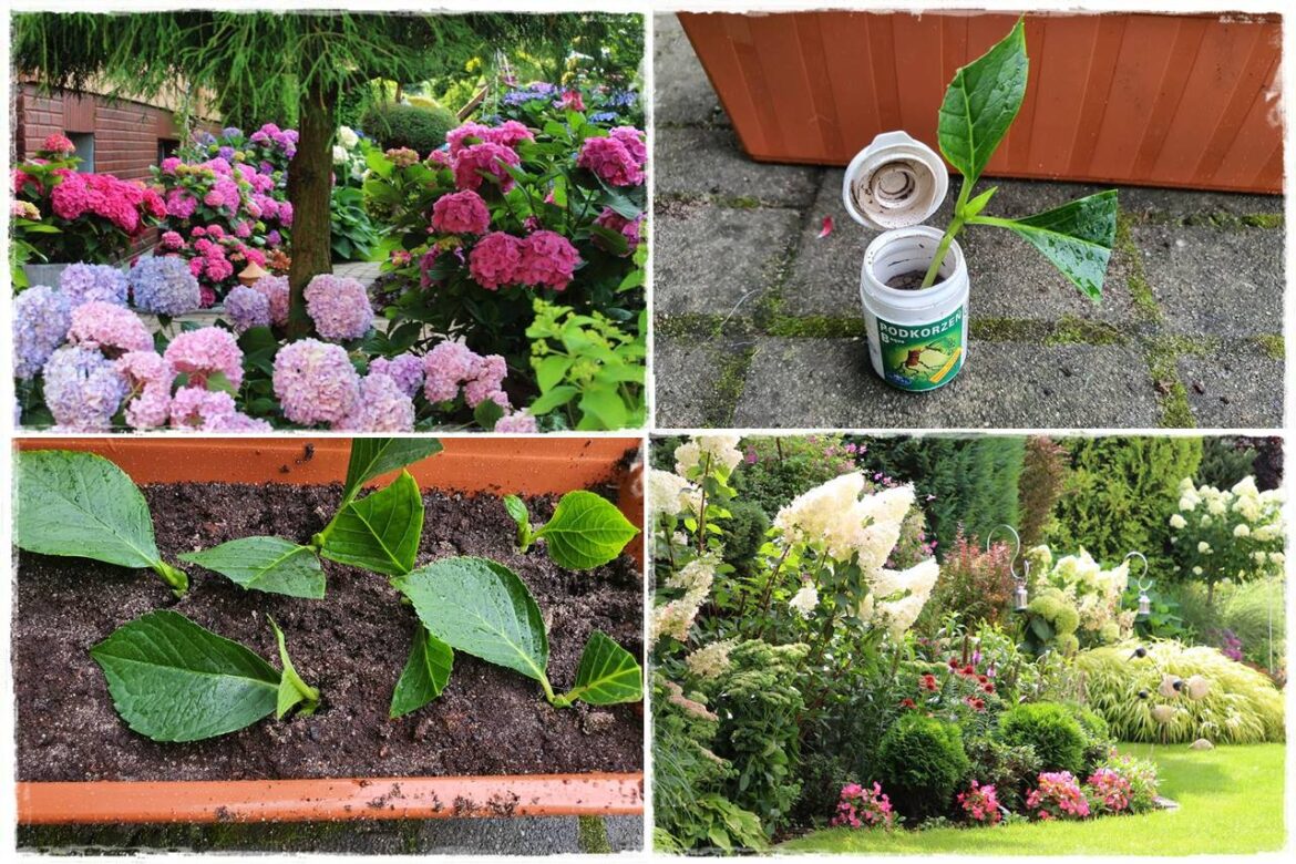 Jak rozmnożyć hortensje 1